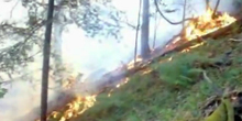 Požar zahvatio borovu šumu kod Trebinja
