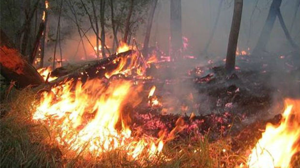 Požar zahvatio pet hektara šume u Zvečanu