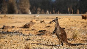 Požari u Australiji: „Apokalipsa“ stigla na Ostrvo kengura