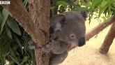 Požari u Australiji: Koale se iz bolnica konačno vraćaju u prirodu