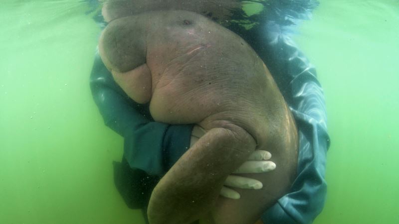Poznati dugong umro nakon što je pojeo plastiku