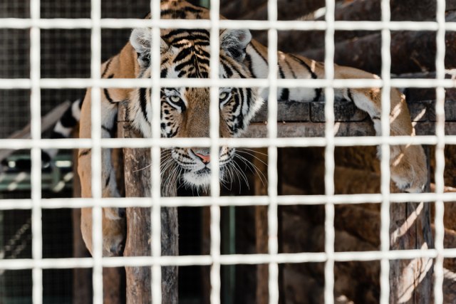 Pozvali policiju u zoološki vrt Kralja tigrova: Sumnjali da su pronašli ljudske ostatke