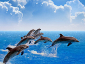 Predivan prizor: Više od 300 delfina u stampedu VIDEO