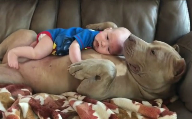 Predivno: Pogledajte kako pit bul brine o bebi! VIDEO