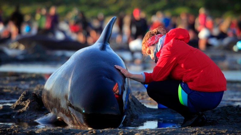 Preko 50 kitova umrlo nakon masovnog nasukavanja na škotskoj plaži