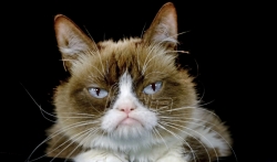 Preminula internet senzacija Nadurena mačka (Grumpy Cat) (VIDEO)