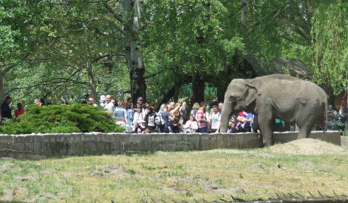 Preminula slonica Marta simbol palićkog Zoo vrta