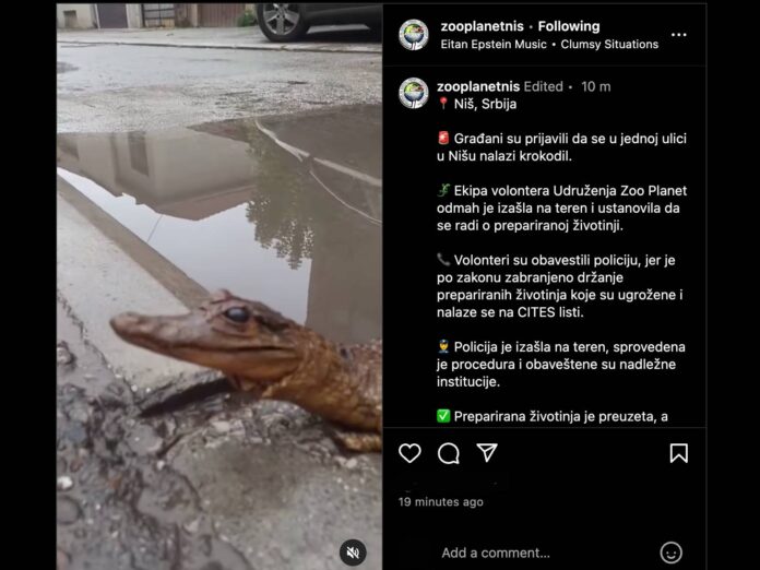 Preparirani krokodil pronađen na niškoj ulici