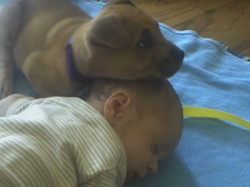 Preslatko: Pas čuva bebu dok spava