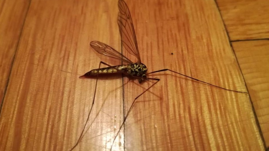 Preti Zapadni Nil: Suzbijanje komaraca u celoj Srbiji