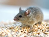 Preti nam mišja groznica: Preminula jedna osoba