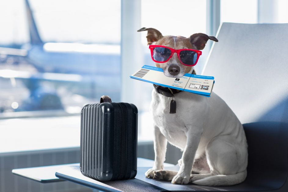 Prevoz psa ili mačke avionom: Svi potrebni koraci, dokumenti i procedure da bi vaš kućni ljubimac leteo