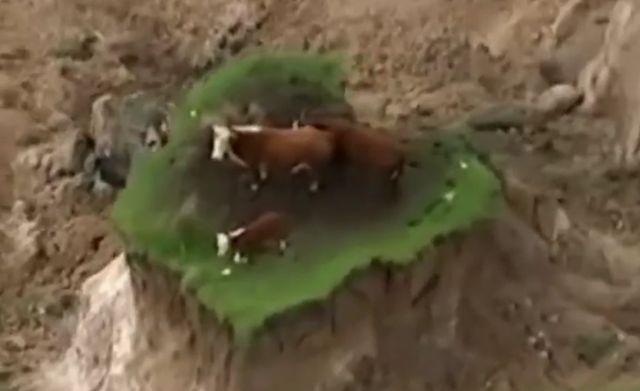 Preživele zemljotres čudom: Krdo krava zarobljeno na ostrvcetu