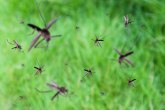 Prijavite povećanu brojnost komaraca: Nastavlja se akcija suzbijanja u Beogradu