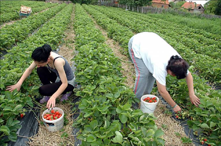 “Prijedorčanka” traži kooperante za proizvodnju jagode
