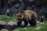 Primećen medved sa čizmama u ustima: U blizini je nađena ljudska glava