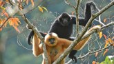 Priroda i ugrožene vrste: Tračak nade za spas najređeg primata na svetu