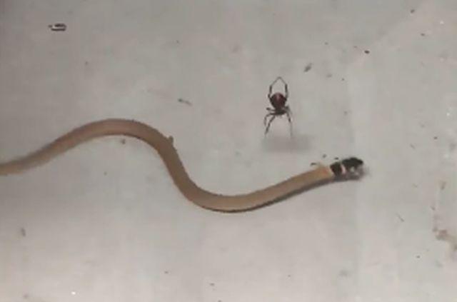 Prizor ovog pauka kako ubija zmiju će vas proganjati danima