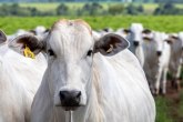 Prodata najskuplja krava na svetu za više od četiri miliona dolara VIDEO
