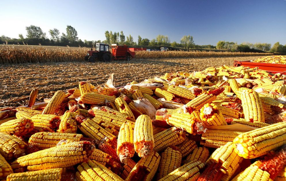 Produktna berza Blagi pad cena, najviše prometovano kukuruza