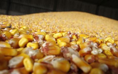 Produktna berza: Kukuruz najtrgovaniji, cijena pšenice nastavila pad