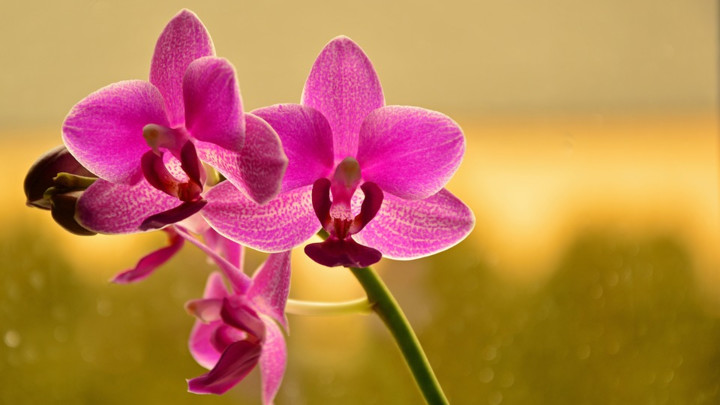 Produžite život sveže ubranom cveću: Uz ove trikove može trajati i do 12 dana!