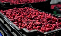 Profesor: Srbija može da očekuje 650 miliona dolara od izvoza voća ove godine