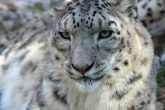 Proglašen izumrlom vrstom: Ovaj leopard se opet pojavio