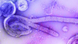 Proglašen kraj epidemije ebole u provincijama DR Konga