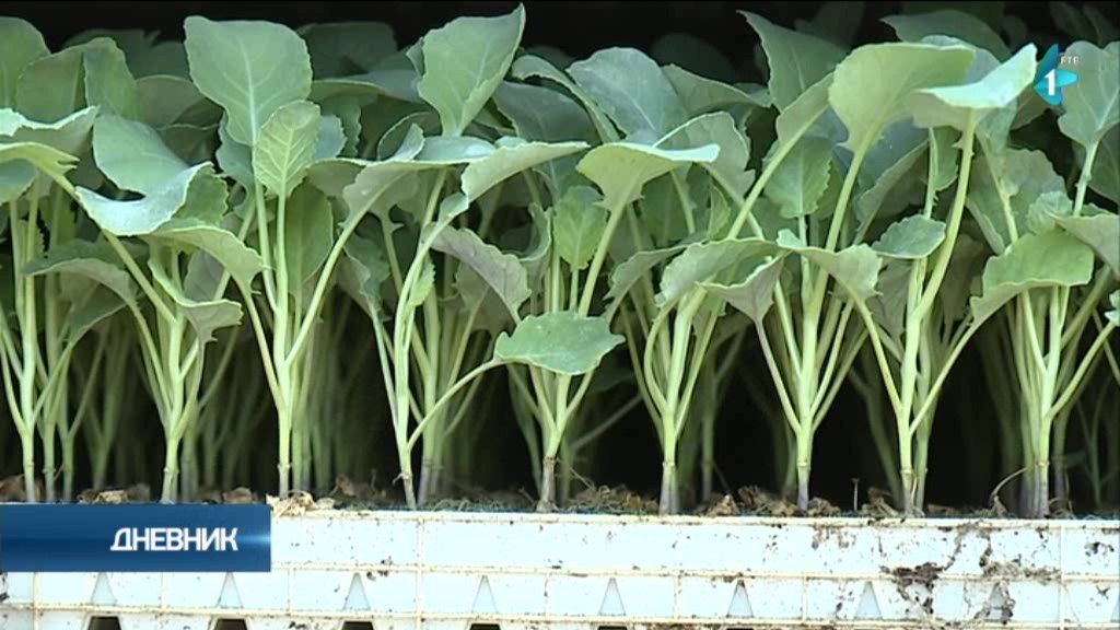 Proizvođači brokolija i karfiola iz Opova ne brinu za tržište