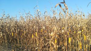 Proizvođači i stručnjaci: Rod kukuruza manji do 50 odsto