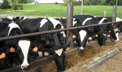 Proizvodjači mleka: Šest godina ista cena, jedini spas od propasti propisana minimalna cena