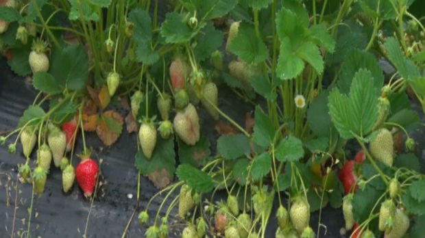 Proizvodnja jagoda za požeške poljoprivrednike isplativija od malina