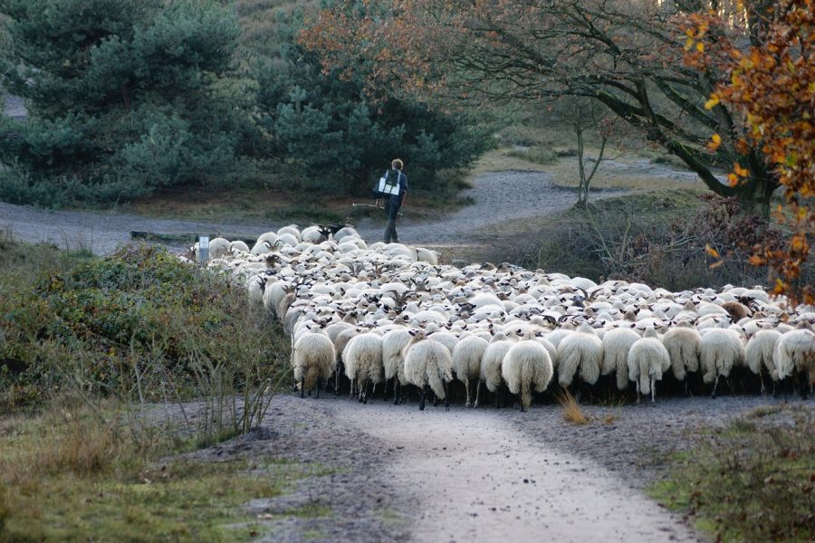 Proizvodnja janjetine u Španiji pala zbog nedostatka pastira