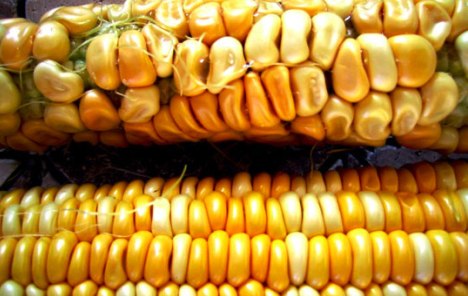 Proizvodnja kukuruza lani skočila 37,6%
