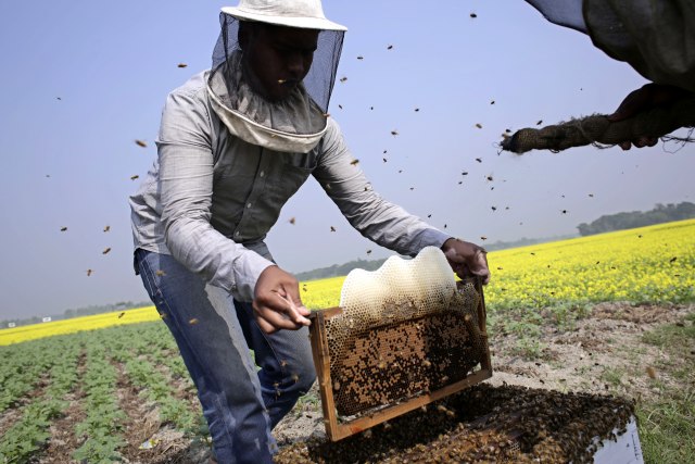 Proizvodnja meda u Srbiji 80 odsto manja, od sledeće godine veće subvencije po košnici