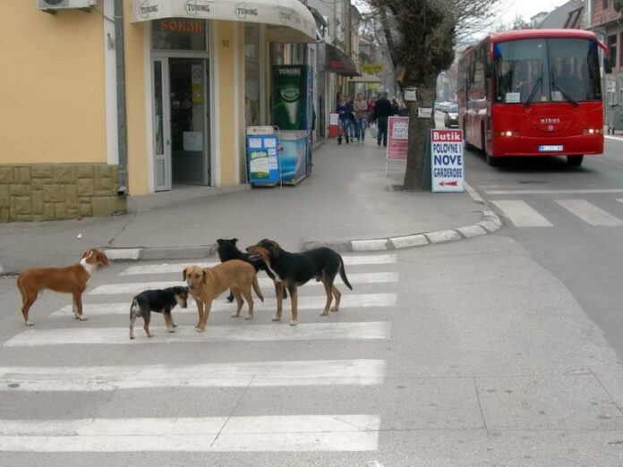Prokupački Vodovod raspisao nabavku za zbrinjavanje napuštenih pasa