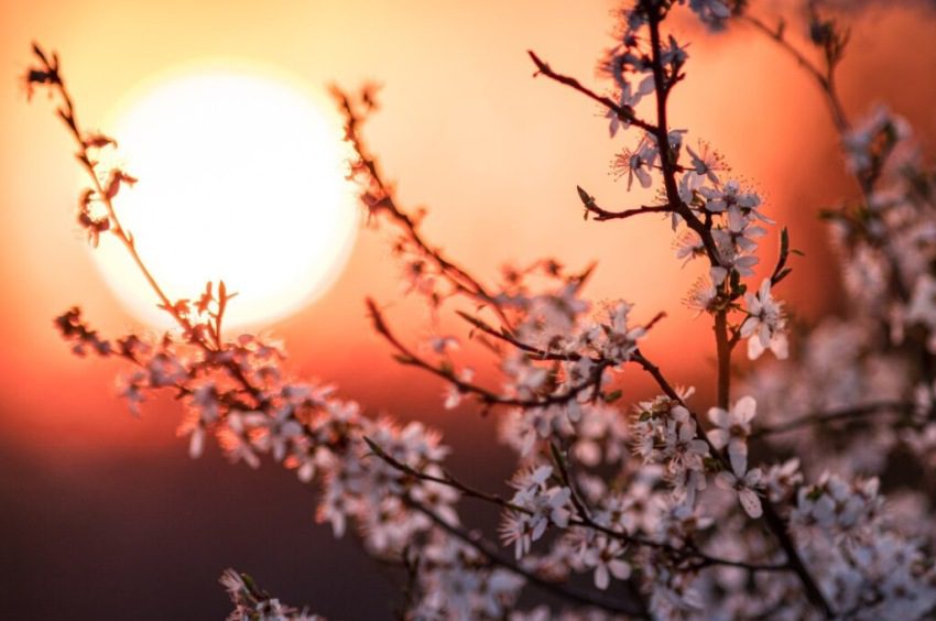 Prolećna ravnodnevica 20. marta donosi životne promene svim znacima, vreme je za inspiraciju i obnovu