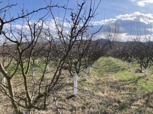 Prolećni radovi u voćnjacima u Toplici, u toku orezivanje i prskanje