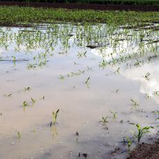 Prolom oblaka napravio HAOS u Pomoravskom okrugu: Potopljen kukuruz, pod vodom hiljadu hektara, BUJA VELIKA MORAVA