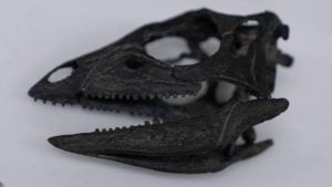 Pronađen fosil dinosaurusa veličine psa