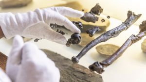 Pronađen najstariji primerak uspravnog majmuna