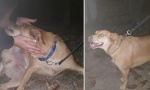 Pronađen pas tragično nastradale Marije Čajetinac!