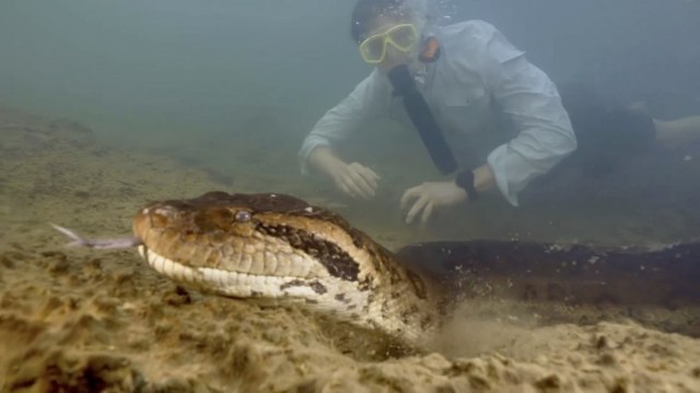 Pronađena najveća zmija na svetu FOTO