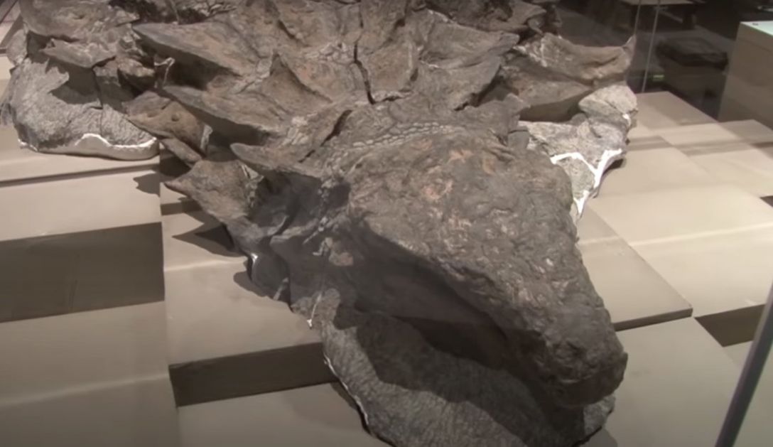 Pronađeni ostaci nove vrste dinosaurusa