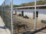 Pronađena tela ubijenih pasa u blizini prihvatilišta u Leskovcu