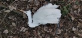 Pronađene 64 mrtve ptice, u pitanju je zaštićena vrsta u Srbiji FOTO