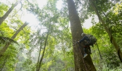 Pronađeno najviše drvo u kineskom kraškom pejzažu