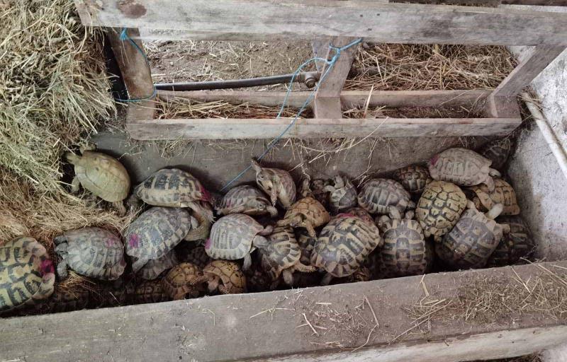 Pronađeno skoro 300 kornjača u autu u Bujanovcu, krivične prijave protiv tri osobe