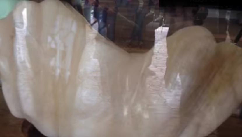 Pronašao je džinovski biser i čuvao ga 10 godina ispod kreveta za sreću, a znao da on vredi 100 MILIONA DOLARA! (FOTO) (VIDEO)